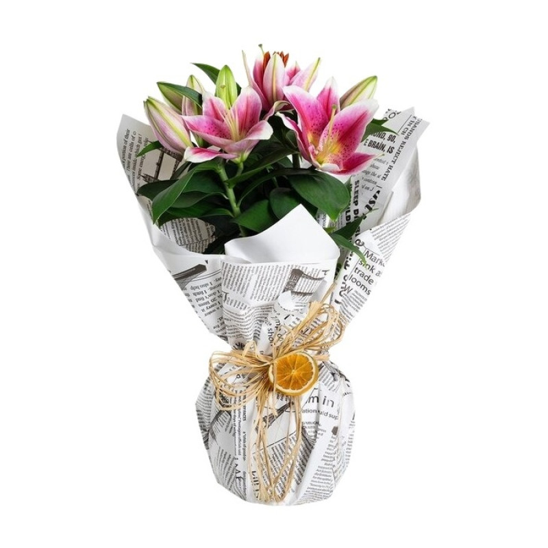 Saksıda Kokulu İthal Pembe Lilyum 40 Cm