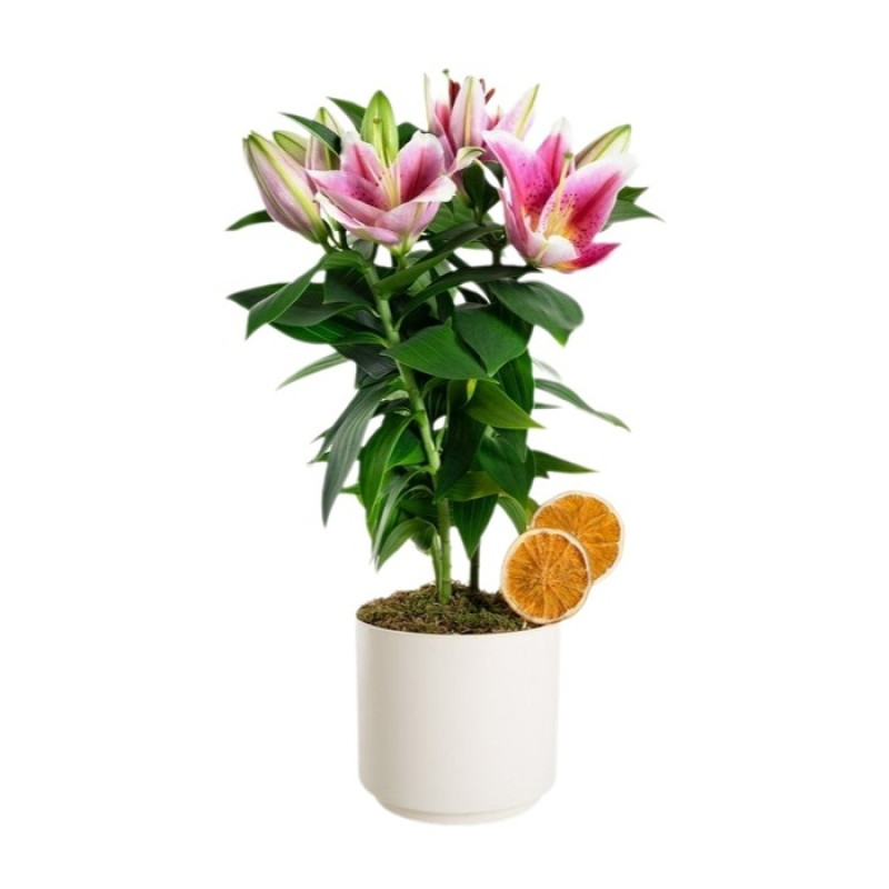 Polimer Saksıda Kokulu İthal Pembe Lilyum Saksısı 40 Cm