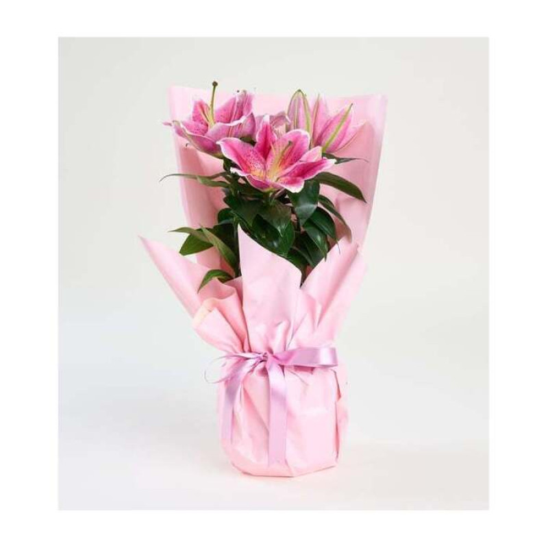 Pembe lilyum Saksıda