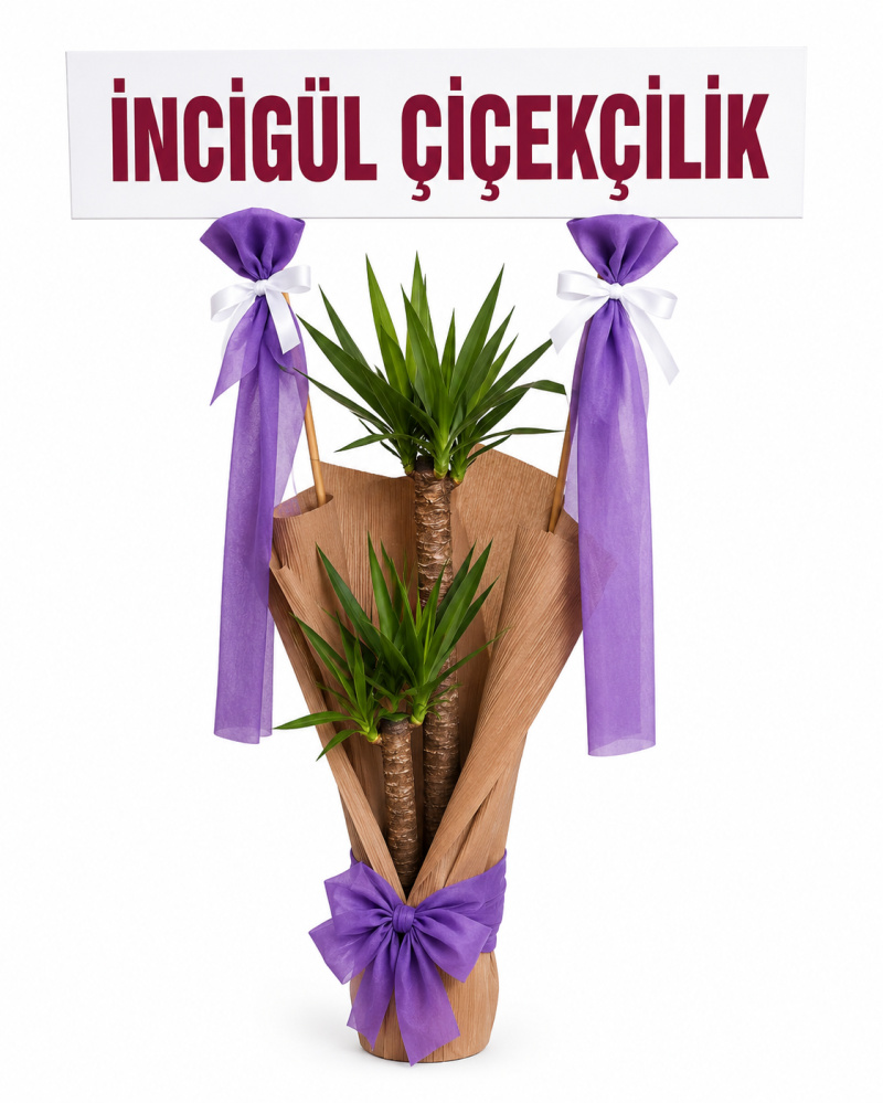 Saksıda Yukka Çiçeği Açılış Çiçeği