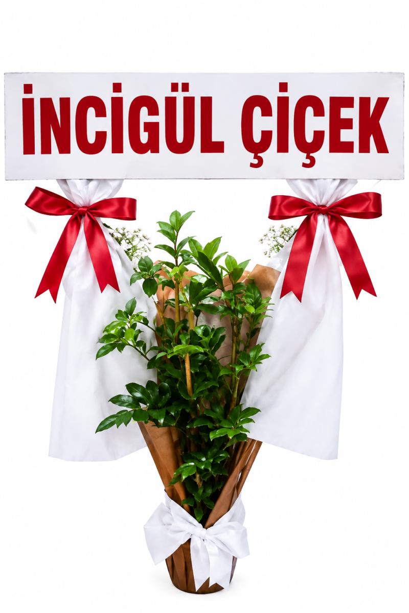 Saksıda Scheflera Çiçeği Açılış Çiçeği