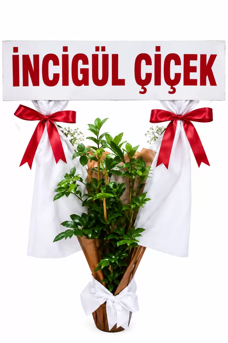 Saksıda Scheflera Çiçeği Açılış Çiçeği